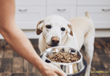 Dog Food: The Ultimate Guide to Feeding Your Pet the Right Way! Dog Food: The Ultimate Guide to Feeding Your Pet the Right Way!