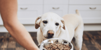 Dog Food: The Ultimate Guide to Feeding Your Pet the Right Way! Dog Food: The Ultimate Guide to Feeding Your Pet the Right Way!