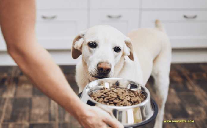 Dog Food: The Ultimate Guide to Feeding Your Pet the Right Way!