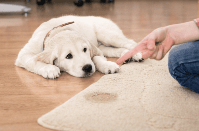 Puppy Training Guide For Every Age