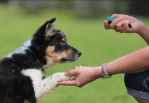 A Puppy Training Guide For Every Age A Puppy Training Guide For Every Age