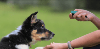 A Puppy Training Guide For Every Age A Puppy Training Guide For Every Age