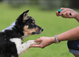 A Puppy Training Guide For Every Age A Puppy Training Guide For Every Age