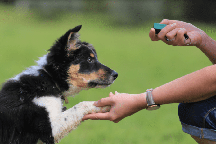 A Puppy Training Guide For Every Age