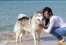 Smart Gadgets for Pets: 8 Accessories for Pet Care Smart Gadgets for Pets: 8 Accessories for Pet Care