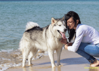 Smart Gadgets for Pets: 8 Accessories for Pet Care