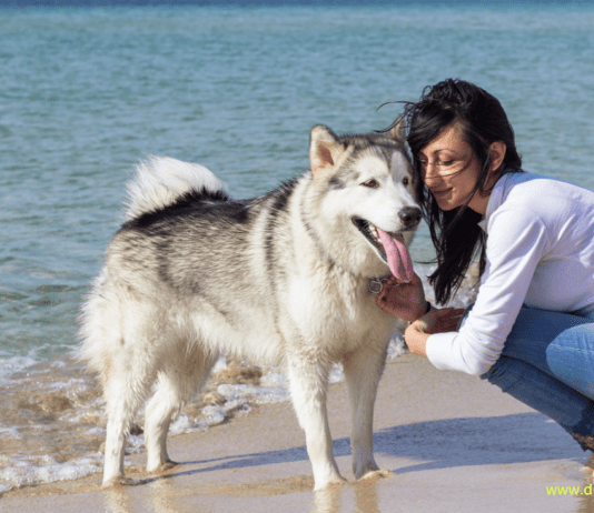 Smart Gadgets for Pets: 8 Accessories for Pet Care Smart Gadgets for Pets: 8 Accessories for Pet Care