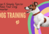 Top 5 Simple Tips to Make Your Dog Smarter (Dog Training)