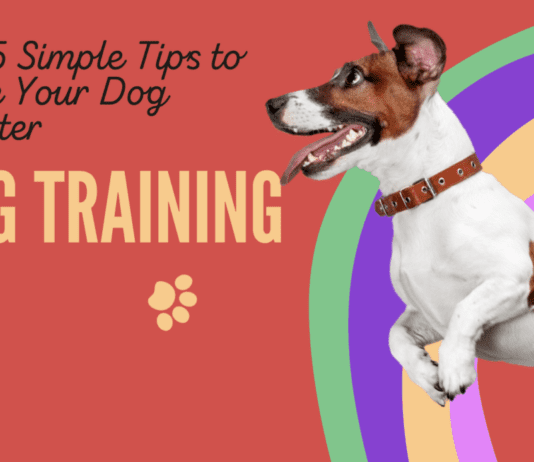 Top 5 Simple Tips to Make Your Dog Smarter (Dog Training) Top 5 Simple Tips to Make Your Dog Smarter (Dog Training)