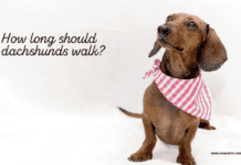How long should dachshunds walk? How long should dachshunds walk?