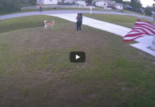 German shepherd defends a 6-year-old boy from an attack German shepherd defends a 6-year-old boy from an attack