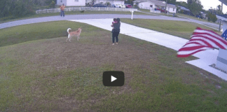 German shepherd defends a 6-year-old boy from an attack German shepherd defends a 6-year-old boy from an attack