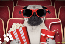 21+ Holiday Dog Movies to Watch During Christmas 19+ Holiday Dog Movies to Watch During Christmas