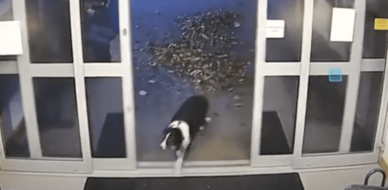 CCTV shows Rosie entering the police station.