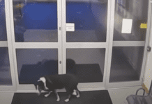 Missing dog Rosie turned herself in at the police station Missing dog Rosie turned herself in at the police station