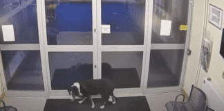 Missing dog Rosie turned herself in at the police station Missing dog Rosie turned herself in at the police station