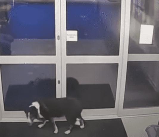 Missing dog Rosie turned herself in at the police station Missing dog Rosie turned herself in at the police station