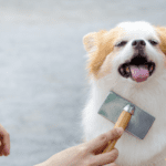 Common Allergies found in Dogs and How to Prevent Them Common Allergies found in Dogs and How to Prevent Them