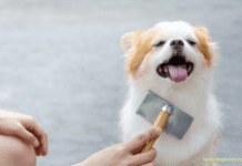 Common Allergies found in Dogs and How to Prevent Them Common Allergies found in Dogs and How to Prevent Them