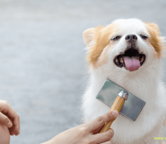 Common Allergies found in Dogs and How to Prevent Them Common Allergies found in Dogs and How to Prevent Them