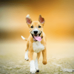 4 Brilliant Ways To Keep Your Dog Entertained