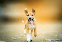 4 Brilliant Ways To Keep Your Dog Entertained 4 Brilliant Ways To Keep Your Dog Entertained