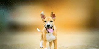 4 Brilliant Ways To Keep Your Dog Entertained 4 Brilliant Ways To Keep Your Dog Entertained