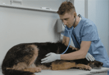 What really is canine influenza? (Dog Flu Symptoms & Treatment) What really is canine influenza? (Dog Flu Symptoms & Treatment)