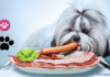 The Best Food for Fussy Dogs in 2022