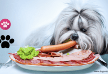 The Best Food for Fussy Dogs The Best Food for Fussy Dogs in 2022