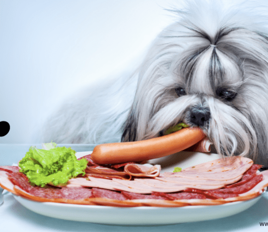The Best Food for Fussy Dogs The Best Food for Fussy Dogs in 2022