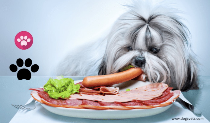 The Best Food for Fussy Dogs in 2022