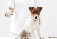 7 Guidelines for Healthy Living Around Your Pet 7 Guidelines for Healthy Living Around Your Pet