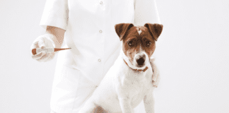 7 Guidelines for Healthy Living Around Your Pet 7 Guidelines for Healthy Living Around Your Pet