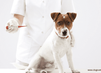 7 Guidelines for Healthy Living Around Your Pet 7 Guidelines for Healthy Living Around Your Pet