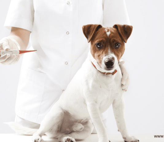 7 Guidelines for Healthy Living Around Your Pet 7 Guidelines for Healthy Living Around Your Pet