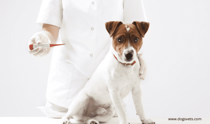 7 Guidelines for Healthy Living Around Your Pet
