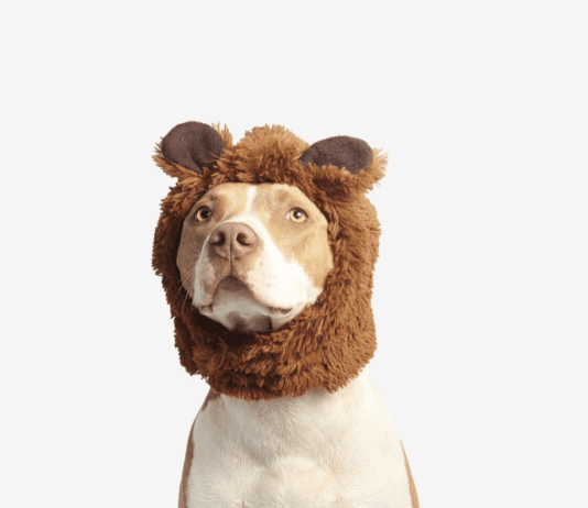 Pros and Cons of Owning a Dog as a Student Pros and Cons of Owning a Dog as a Student