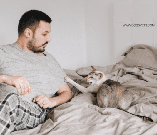 Cat Scratch Disease: Can minor cat scratch cause rabies? Cat Scratch Disease: Can minor cat scratch cause rabies?