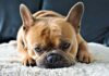 What Is the Frenchie Temperament Like?