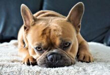 What Is the Frenchie Temperament Like? What Is the Frenchie Temperament Like?