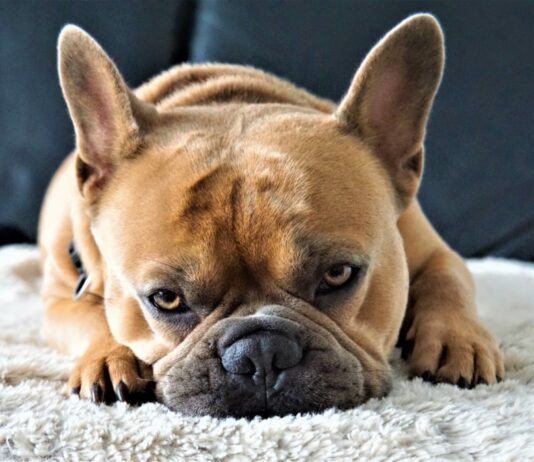 What Is the Frenchie Temperament Like? What Is the Frenchie Temperament Like?