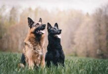 German Shepherds — Important Facts German Shepherds — Important Facts