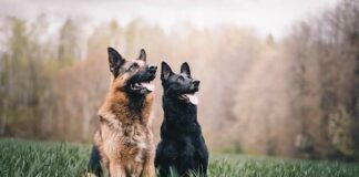 German Shepherds — Important Facts German Shepherds — Important Facts