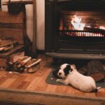 Designing a Warm Abode for Your Dog Designing a Warm Abode for Your Dog