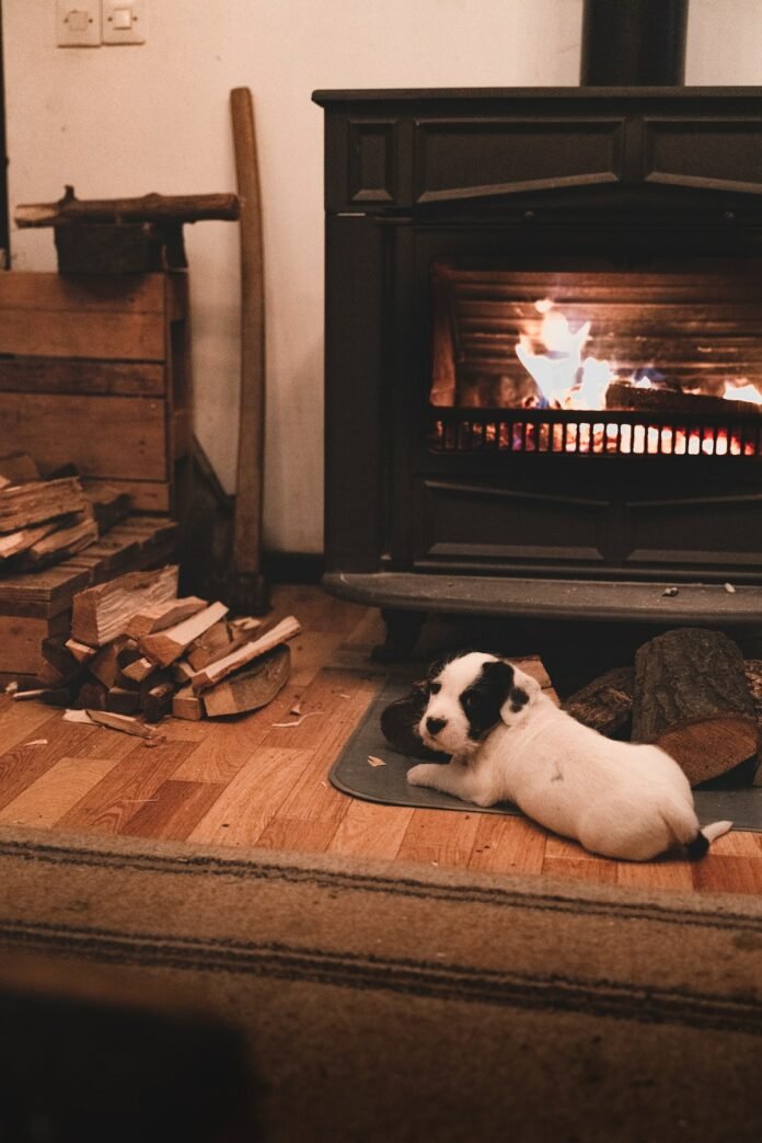 Designing a Warm Abode for Your Dog