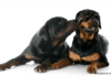 Social behavior of Rottweiler dogs – 7 Thing you need to know The Myths and Social behavior of Rottweiler Dogs