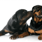 Social behavior of Rottweiler dogs – 7 Thing you need to know The Myths and Social behavior of Rottweiler Dogs