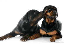 Social behavior of Rottweiler dogs – 7 Thing you need to know The Myths and Social behavior of Rottweiler Dogs