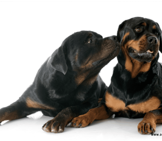 Social behavior of Rottweiler dogs – 7 Thing you need to know The Myths and Social behavior of Rottweiler Dogs